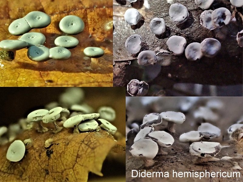 Diderma hemisphericum-amf1980.jpg - Diderma hemisphericum ; Nom français: Diderme hémisphérique